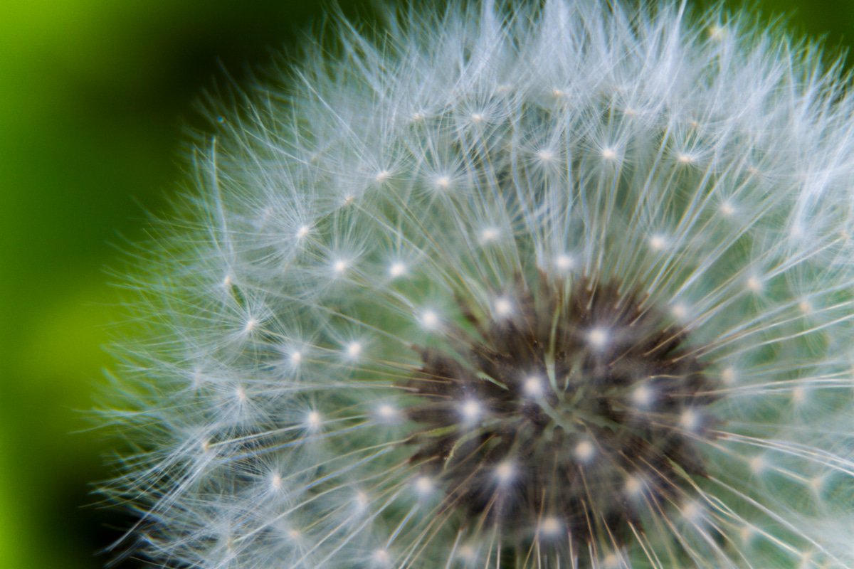 Macro 02