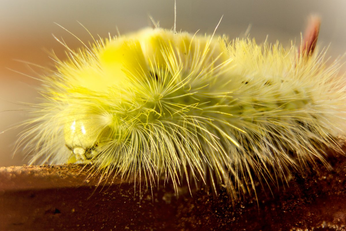 Macro 03